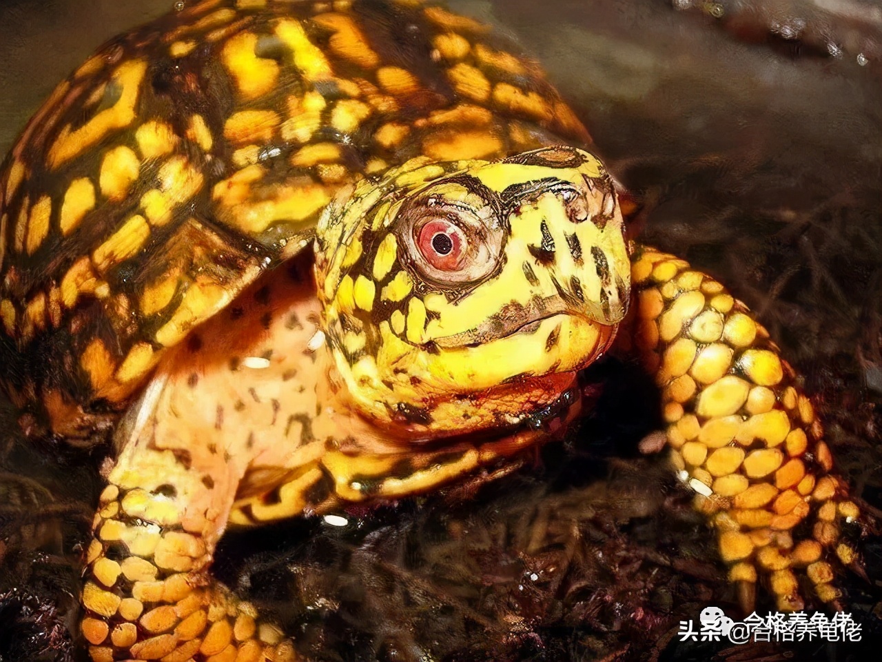 不同水龟的饲养方式究竟有何不同,斑点龟属于水龟还是半水龟