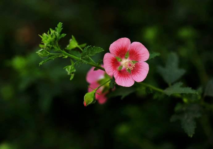 小木槿枯枝黄叶是什么问题,木槿叶子枯枝怎么补救