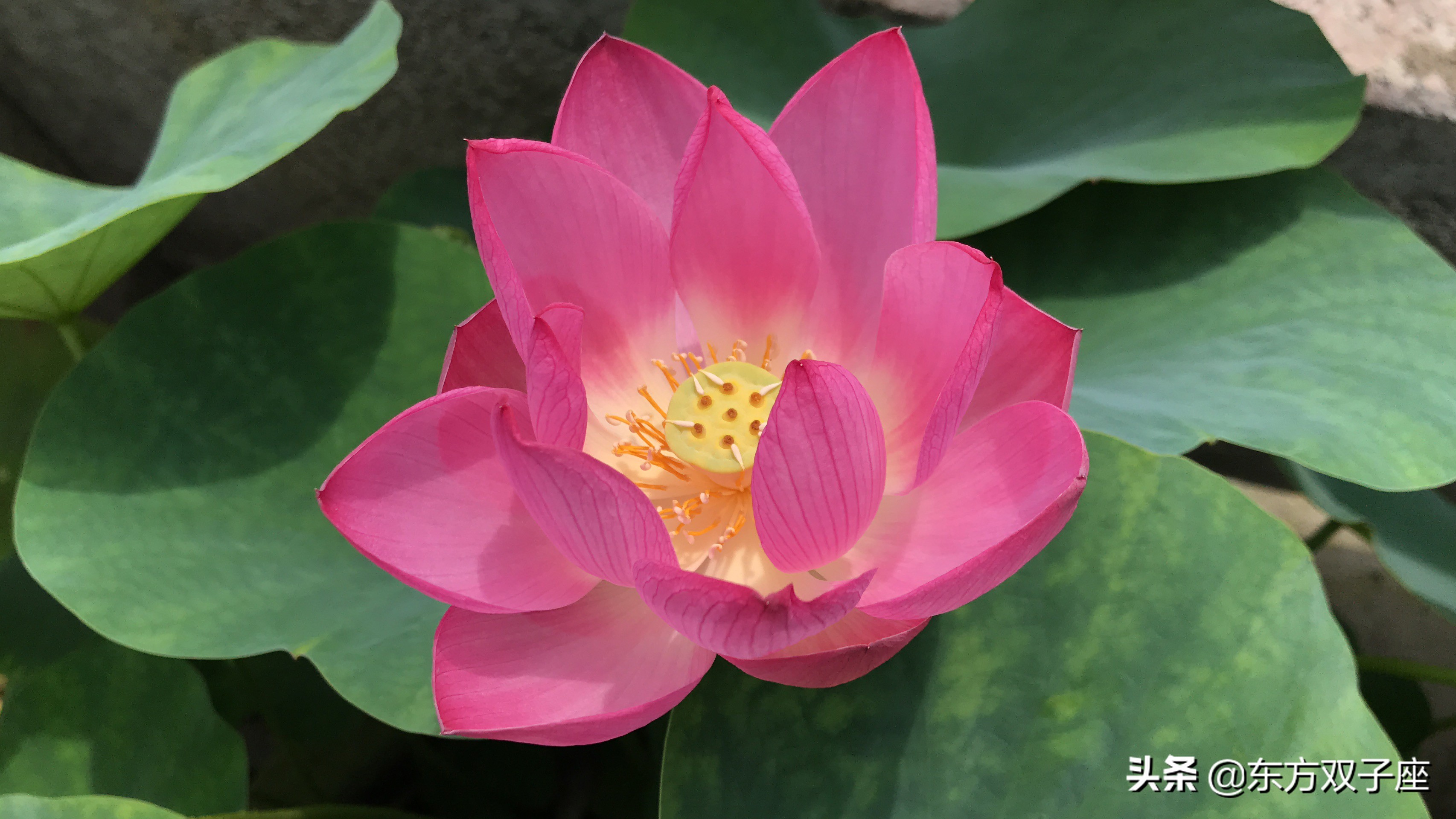 万万没想到，我竟被一部粤剧电影迷得神魂颠倒