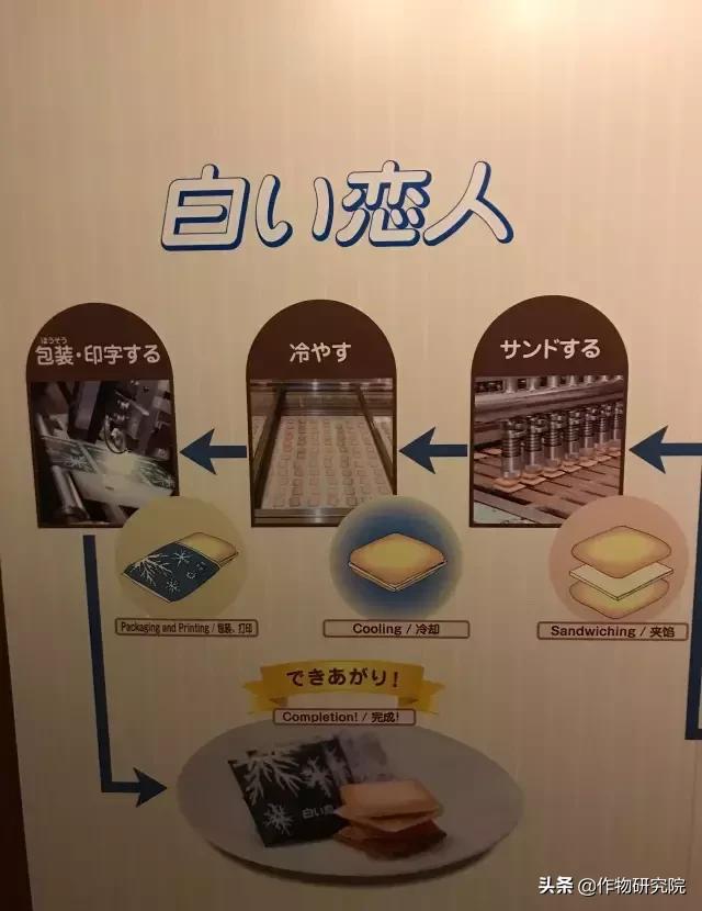 日式网红薄饼干,日本饼干伴手礼