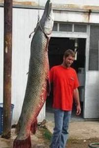 全国十大凶猛淡水鱼是什么,十大养不死的淡水鱼大型凶猛