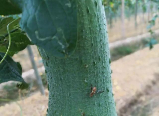 蔬菜红蜘蛛虫害的环保治疗方法,常见蔬菜病虫害识别与防治图片