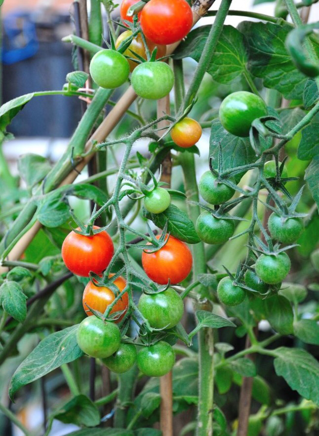 阳台种菜有讲究吗,阳台种菜十大注意事项