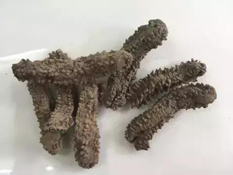 海参的图片和海参的知识,海参介绍的视频