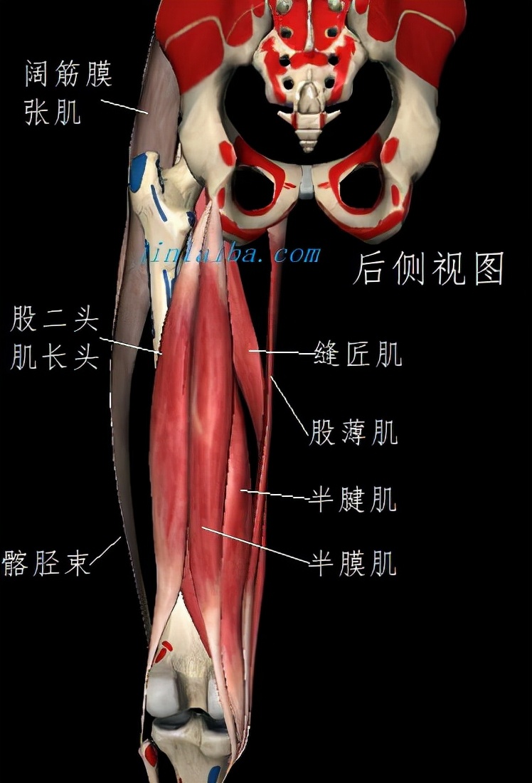 小腿肌肉连接哪个部位,小腿肌肉和肌腱连接的地方