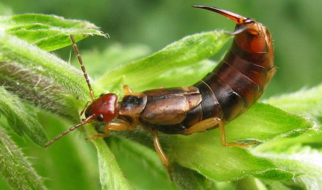 瓢虫害虫和益虫的区别图,益虫害虫有哪些视频