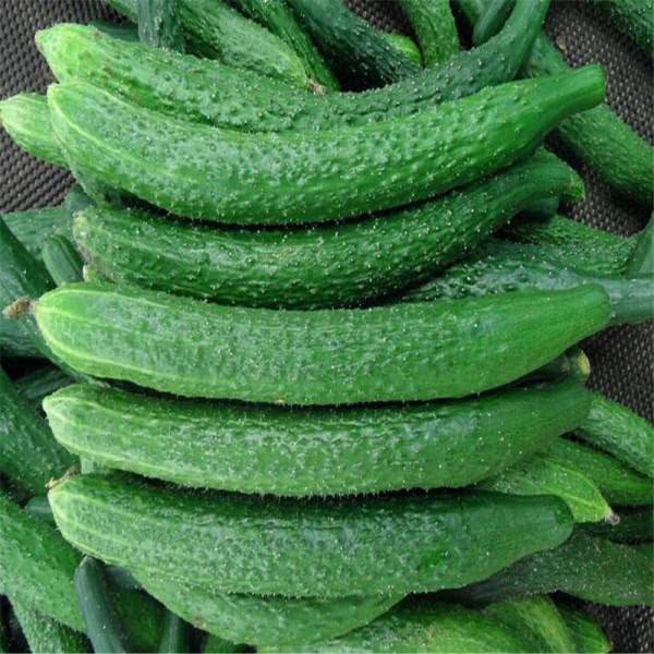 为什么有些黄瓜会发苦,为什么黄瓜有怪味