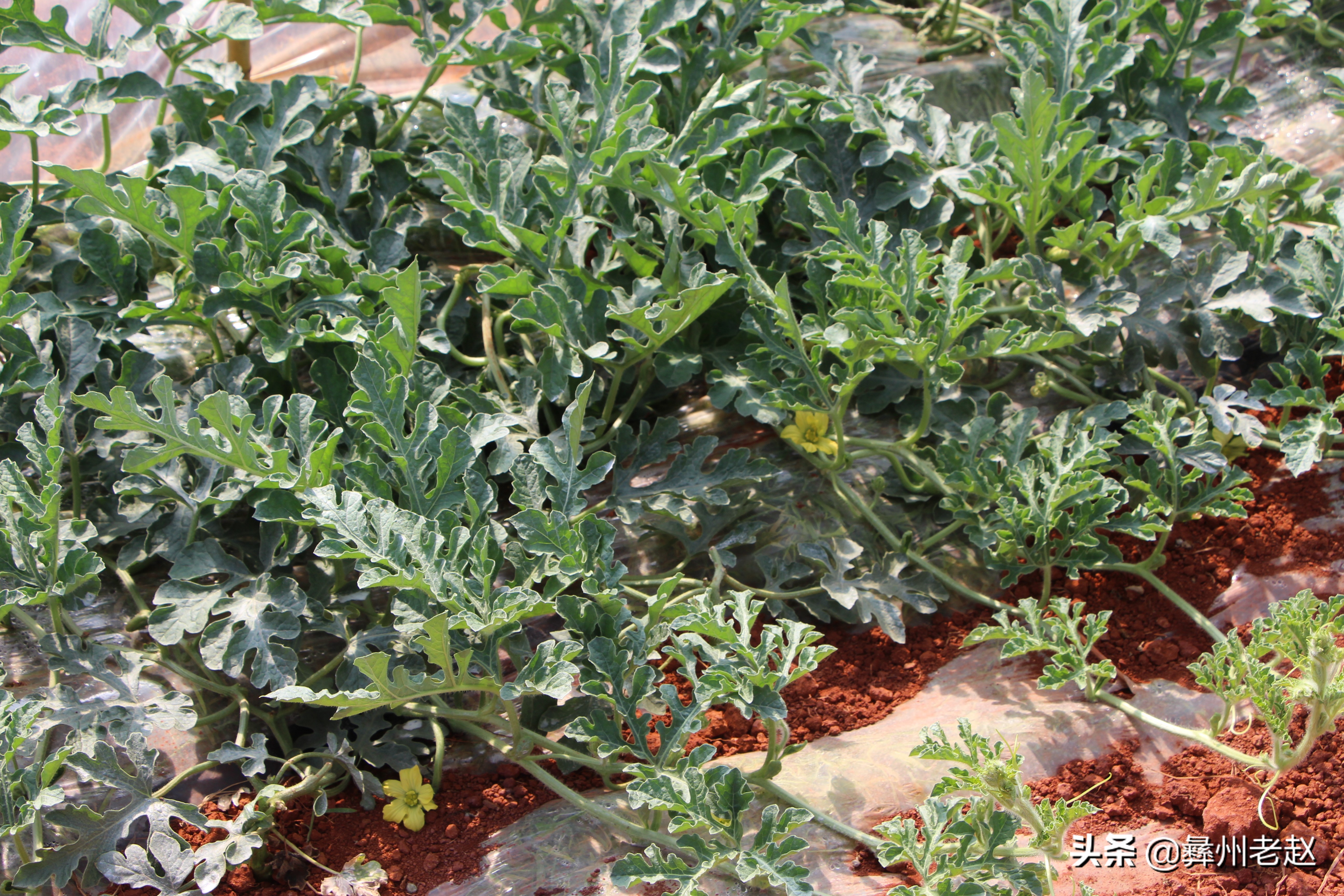 西瓜坐瓜后期管理,西瓜坐瓜期管理