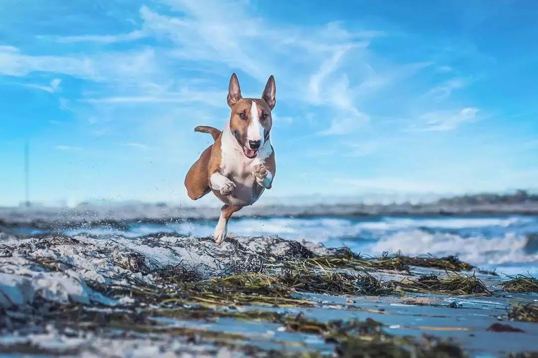 牛头梗太凶悍了,长相俊美的牛头梗