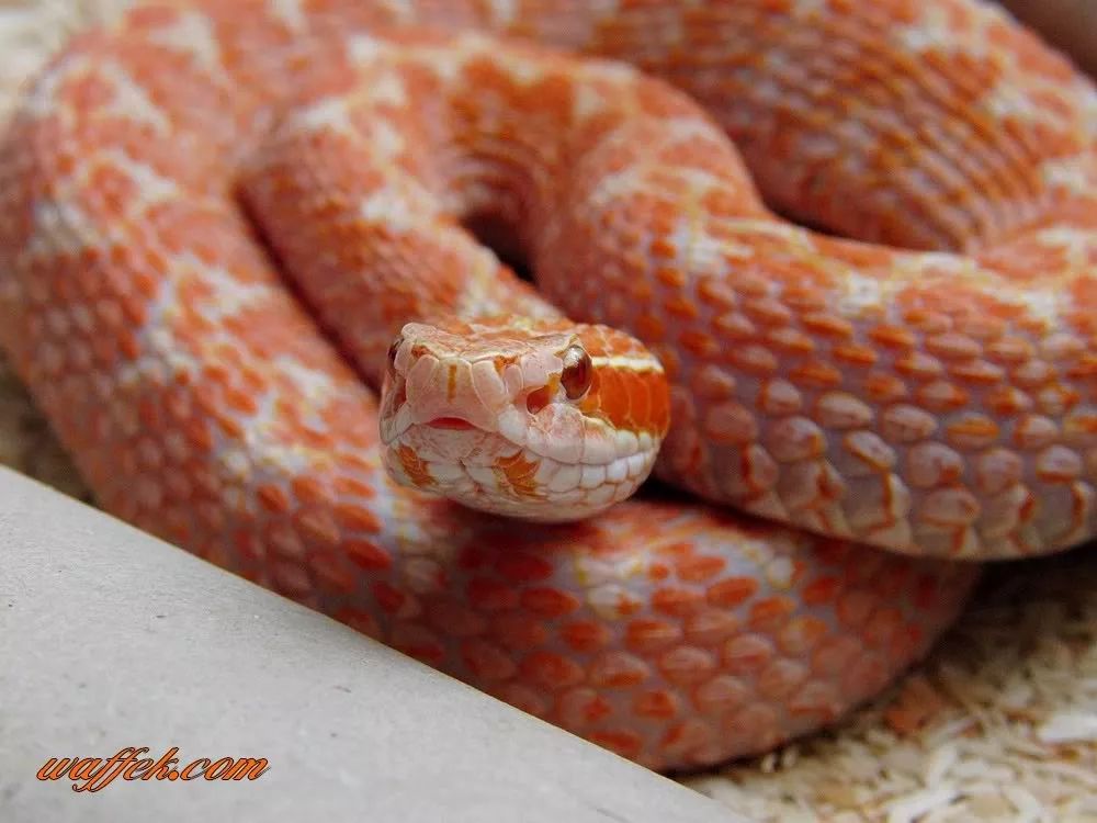 毒蛇的毒性分几种啊,毒蛇毒性排名榜