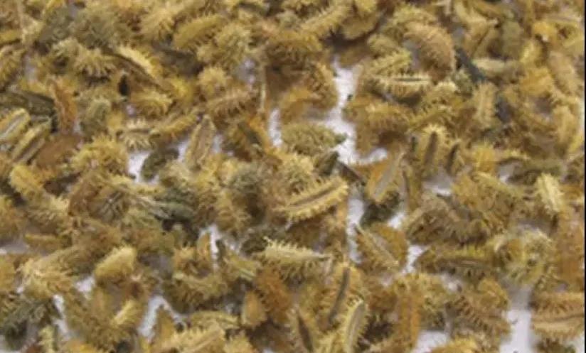 中药鹤虱的功效与作用,鹤虱鉴别