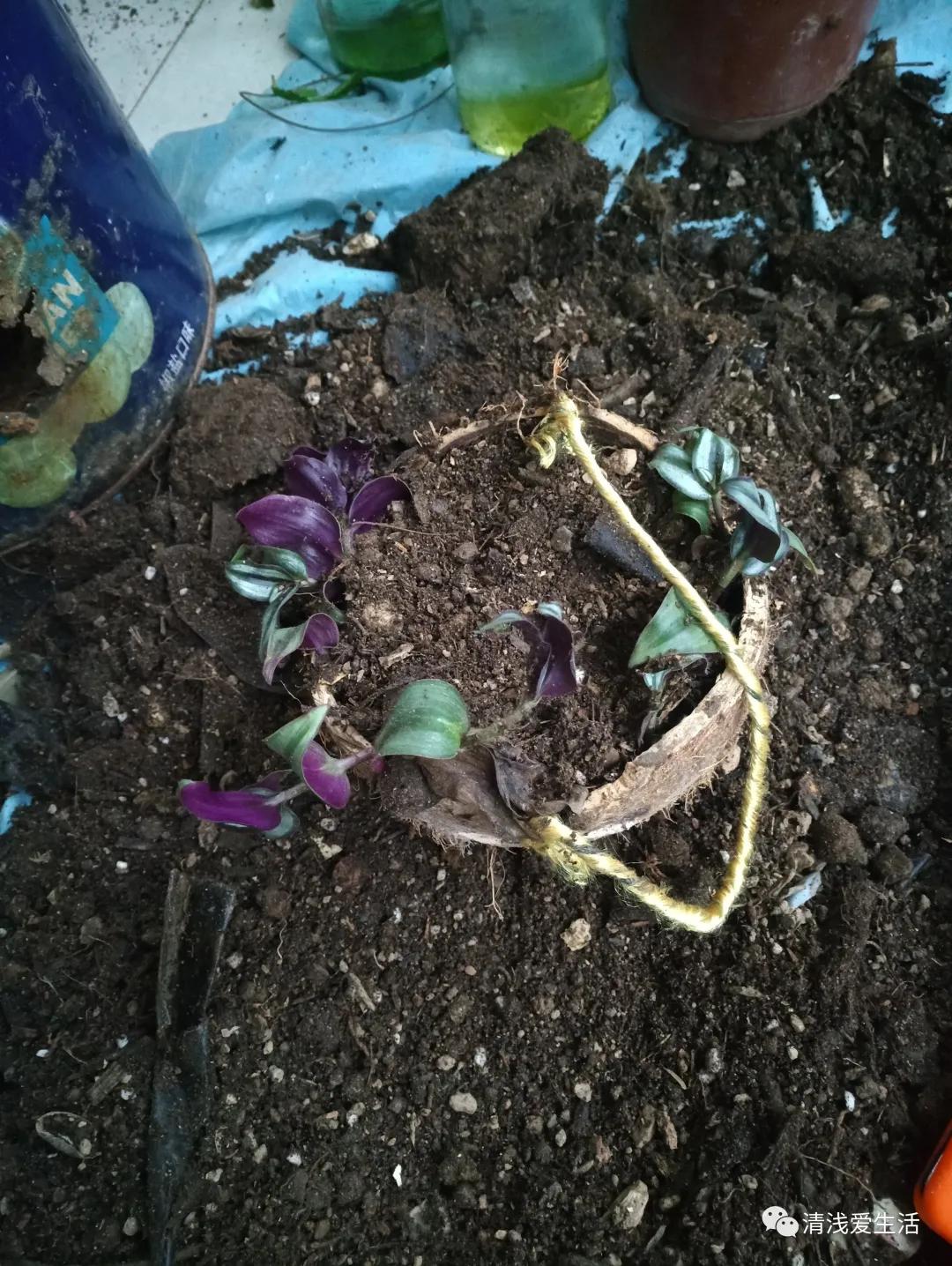 养花老是缺土缺花盆，动手用身边随处可见的改造一下就能轻松解决