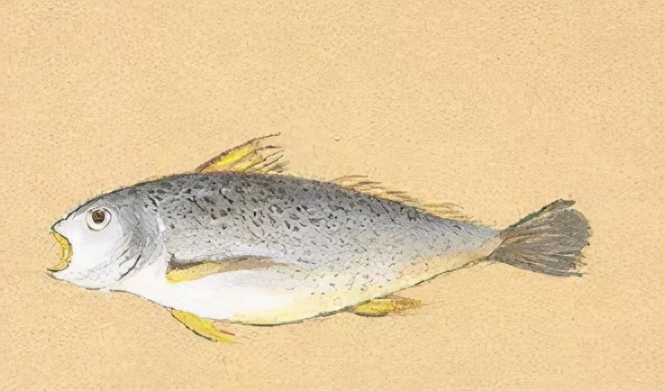 金条是小黄鱼还是小金鱼,小黄鱼金条和大黄鱼金条的区别