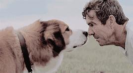 一律毒杀！缅甸小镇，政府下令毒杀流浪狗，中毒流浪狗满嘴血