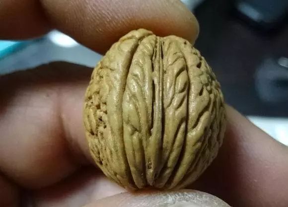 脑纹桃核是圆的吗,脑纹桃核广东能种吗