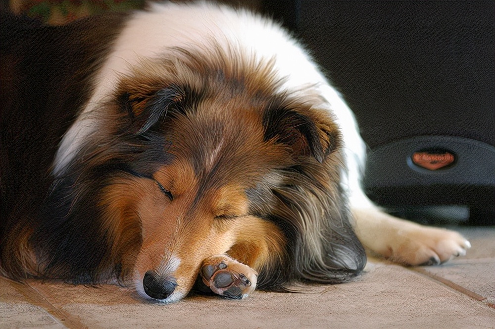 狗狗呕吐不吃东西怎么办最有效,狗狗呕吐不吃食原因及解决办法