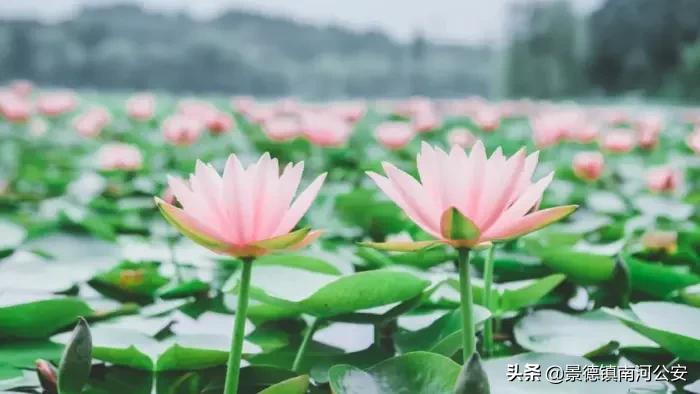 到唐诗中欣赏四季的诗句,诗词经典赏析唐诗三百首唯美古风