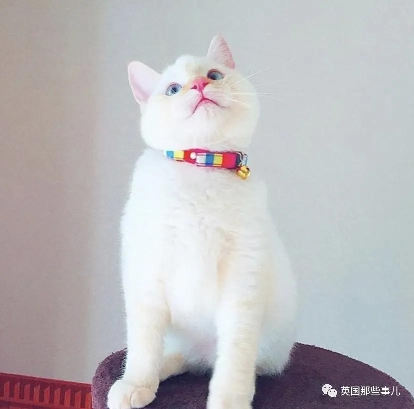 养暹罗猫会得什么病吗,养暹罗猫就像开盲盒