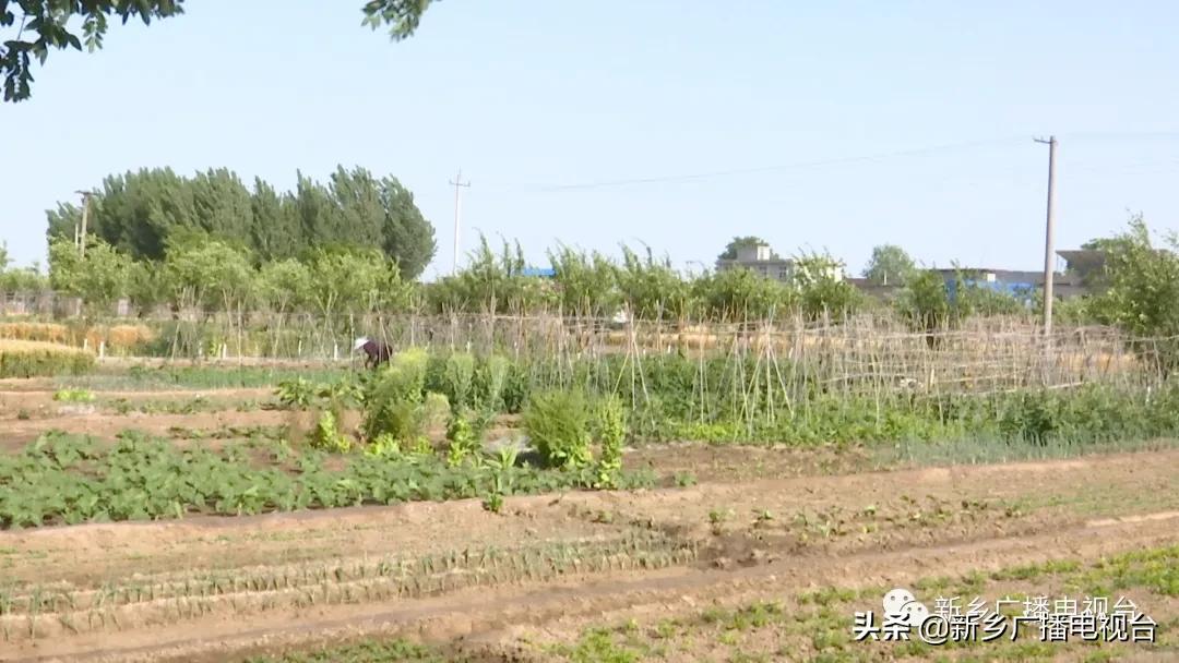 新乡县2020年的乡村振兴,河南新乡乡村振兴战略