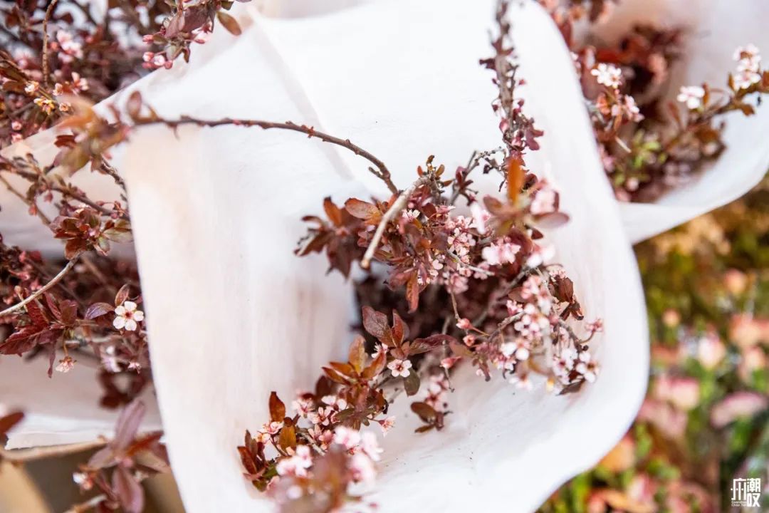 深夜去广州的花卉市场买花,如何逛斗南花卉市场买花便宜