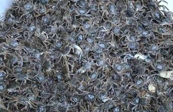 如何养好大闸蟹，专家建议这么做