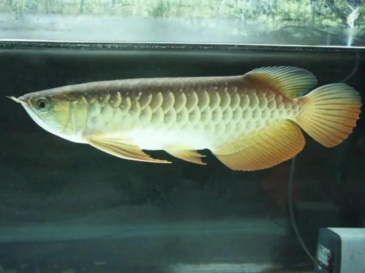 鱼缸水浑浊腥臭发黄怎么办,鱼缸水特别浑浊看不到鱼了怎么办