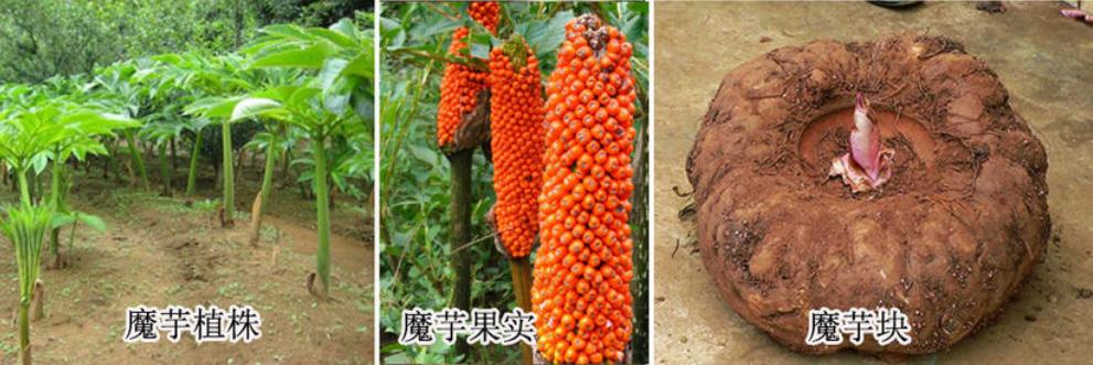 魔芋豆腐热量高吗减肥期间能吃吗,自己做的魔芋豆腐减肥可以吃吗