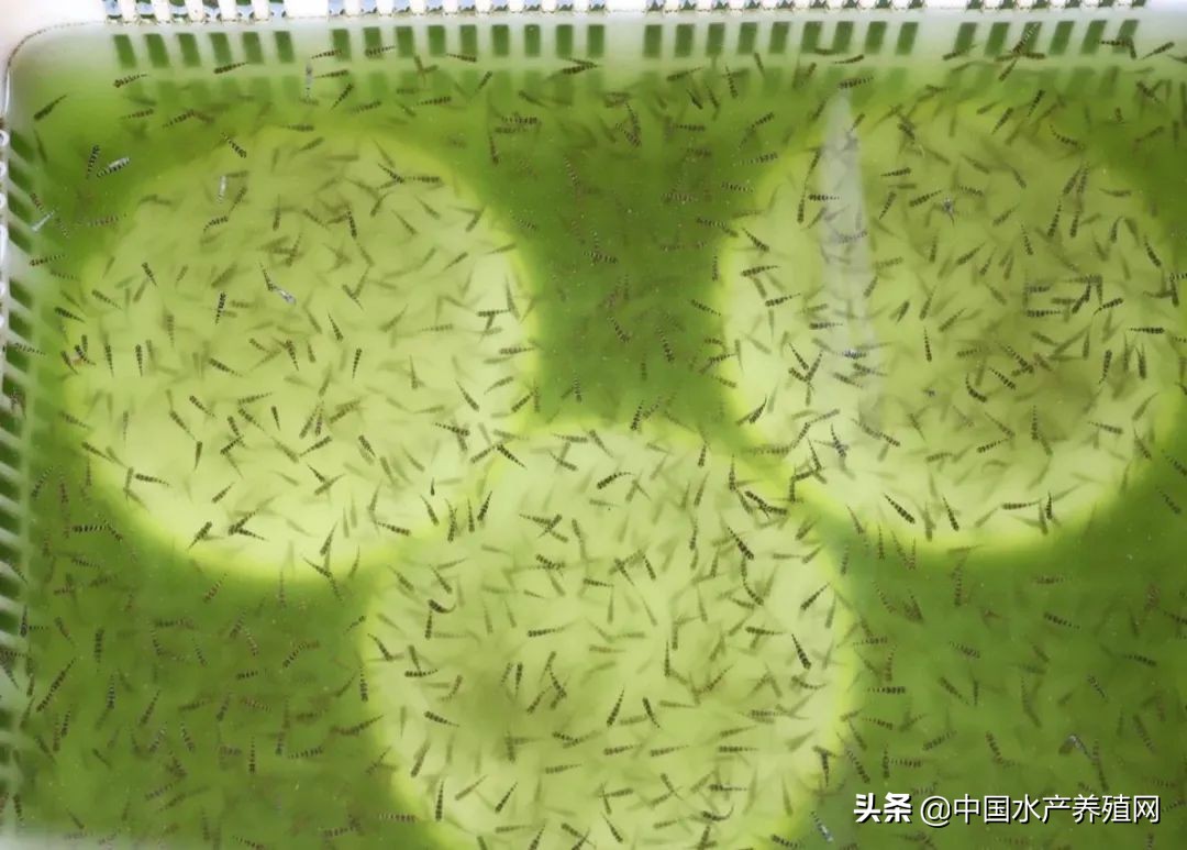 利润丰厚!65元/斤的光唇鱼,工程商瞄准商机,返乡跨界养7年鱼