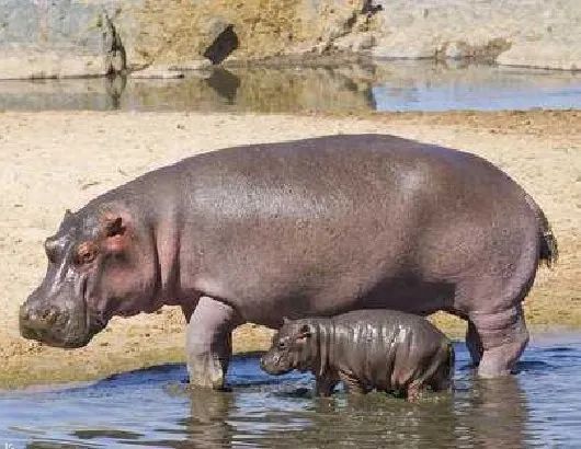 银背大猩猩在自然界的战斗力,地球最强动物银背大猩猩