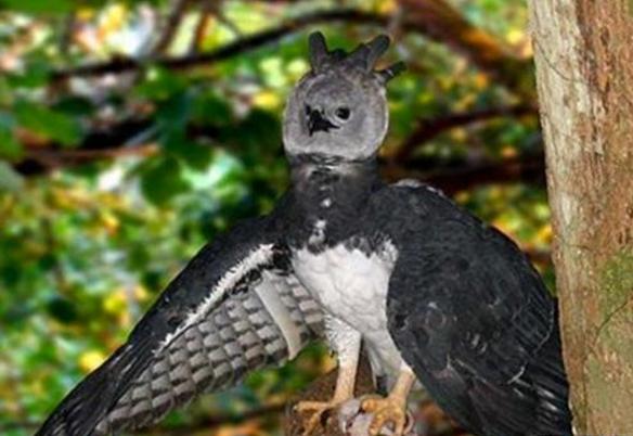 山海经中哪些是人类发现的,山海经中哪些真实存在的生物