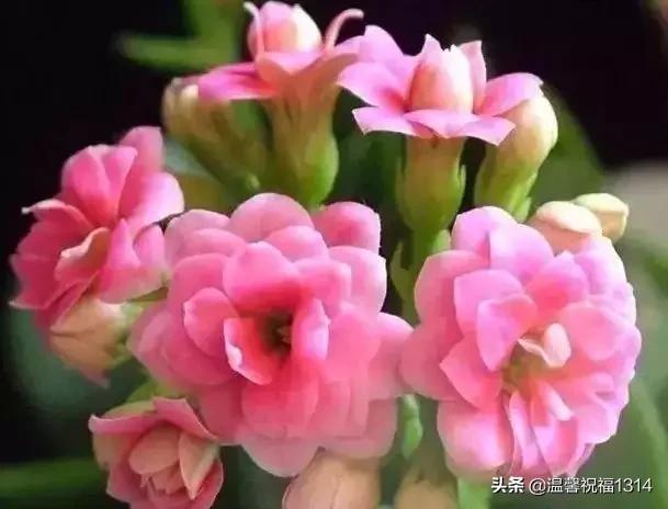 长寿花母亲节,母亲节长寿花视频