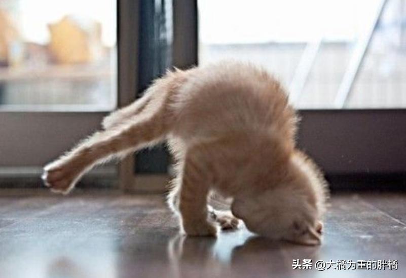 猫咪翘起屁股什么意思,猫咪翘着屁股睡觉啥意思