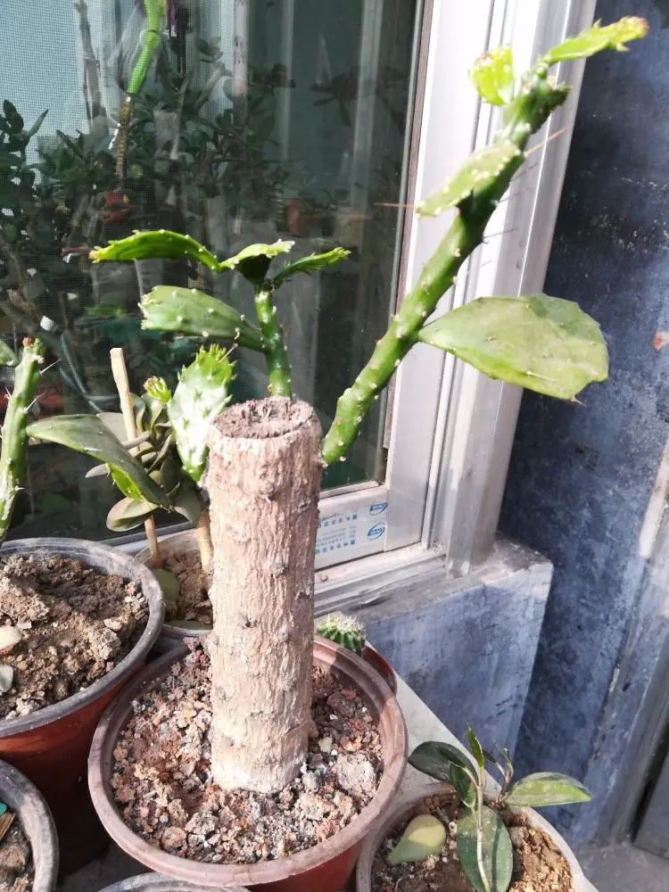 夏季嫁接怎样接成活率最高,靠接嫁接技术教程