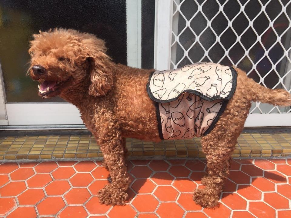 母狗生理期吃什么药干预,母狗生理期怎么避免子宫蓄脓