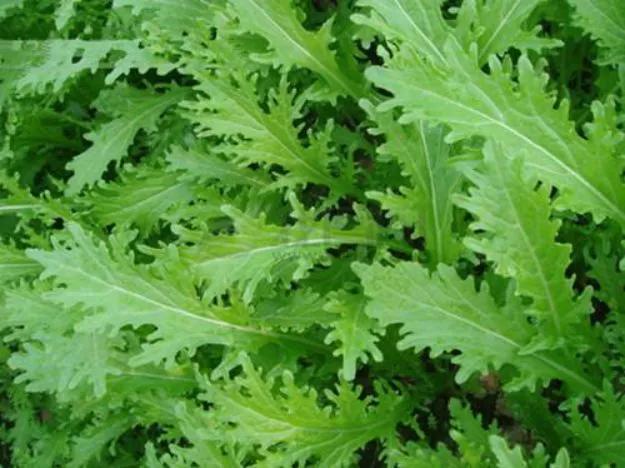 雪里红抖音,雪里红全部抖音号