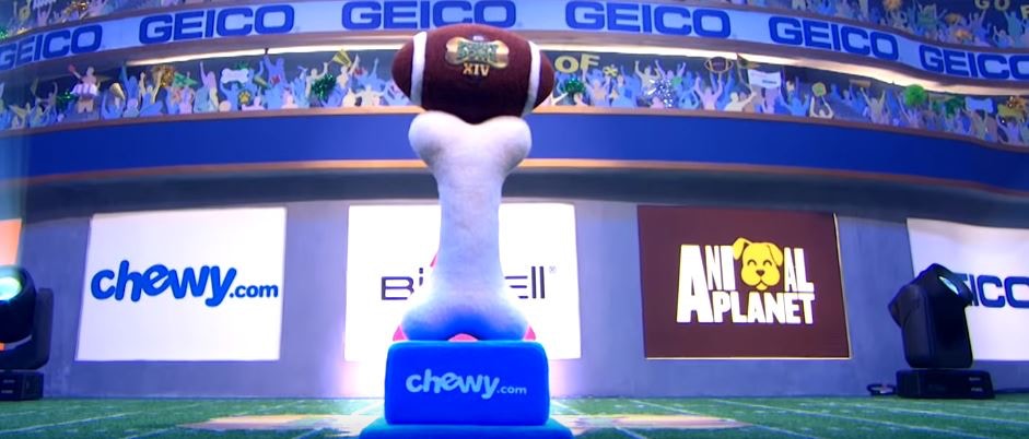 为流浪狗举办的美式足球比赛，欢迎残障狗狗参与，想帮它们找新家