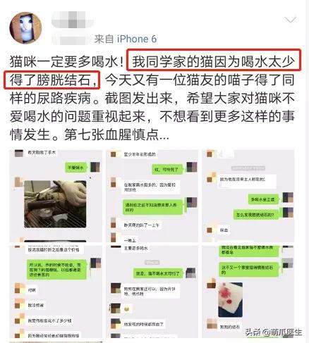 猫在被子里憋死,猫在体内就憋死了