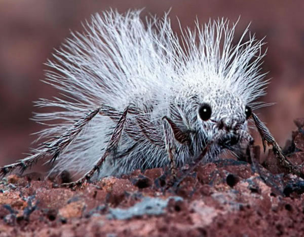 常见的蚂蚁图片,最常见的蚂蚁种类图片