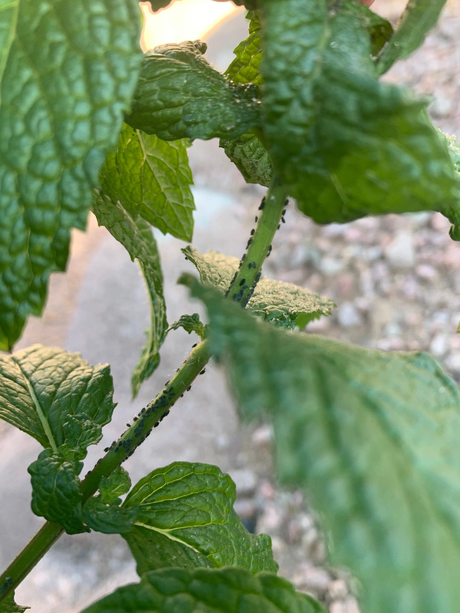 薄荷盆栽枯萎了一个星期怎么解决,薄荷黄叶枯萎怎么挽救