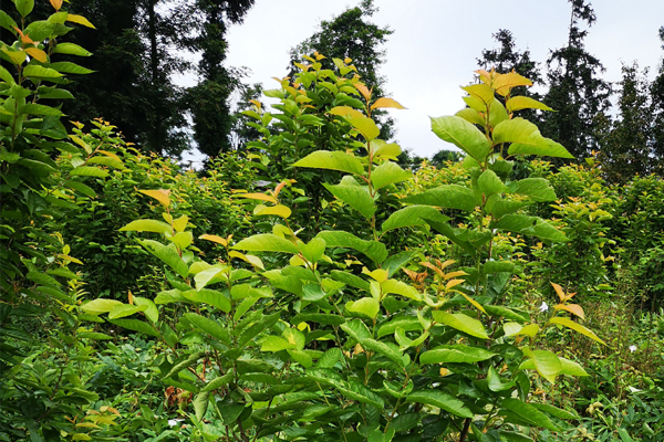 大樱桃黄叶是得补铁吗,樱桃也要保果吗