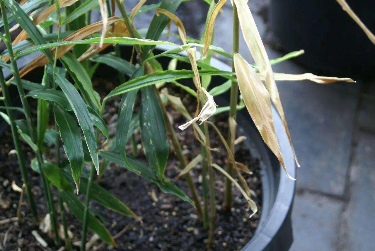 生姜发芽了种在土里多久可以长大,市场买的生姜直接埋土里会发芽吗