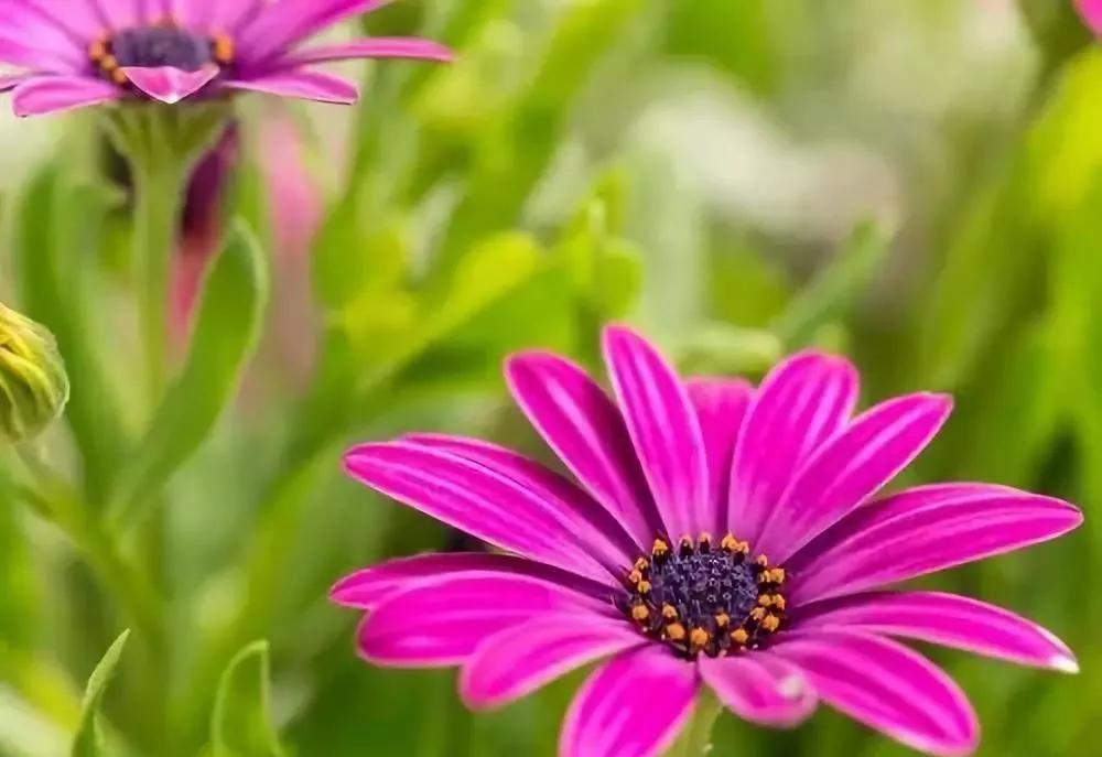 20种常见的菊科植物有哪些,哪些菊科植物好养