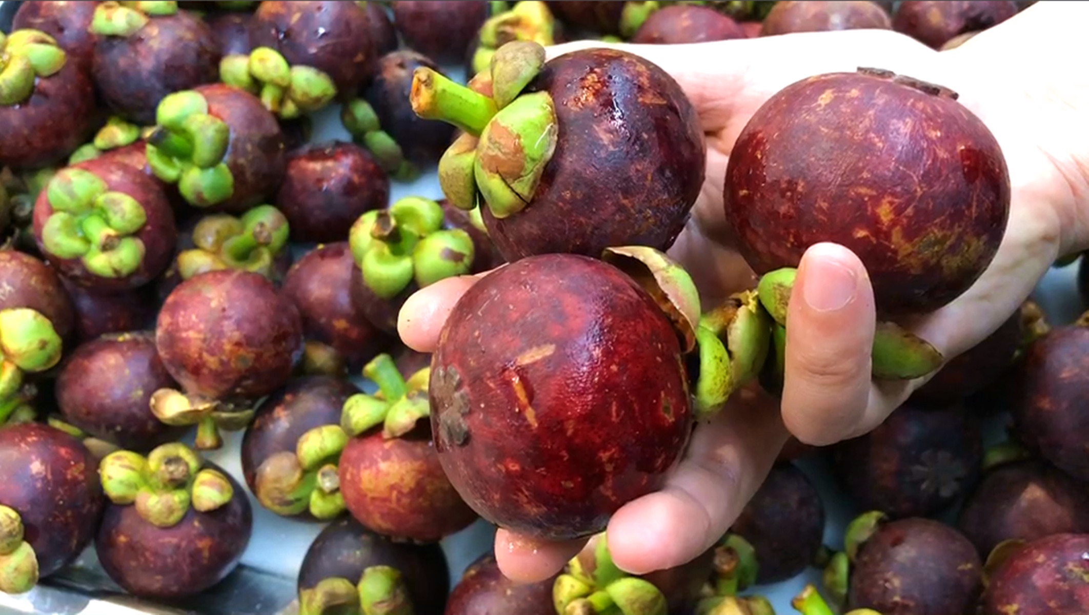 怎样挑选山竹最新鲜最好吃,山竹怎么挑选好的不白吃