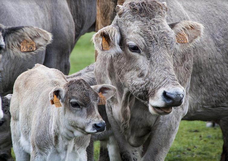 盒装的牛奶和袋装的牛奶哪种最好,为什么牛奶袋装和盒装保质期不同