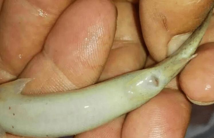 泥鳅鱼肠炎怎么治,泥鳅细菌性肠炎怎么治疗