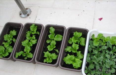 阳台种菜有讲究吗,阳台种菜十大注意事项