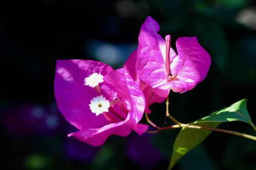 盘点世界各国国花你最喜欢哪种,盘点各国国花