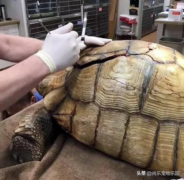 大乌龟从一米的地方摔下来有事吗,大乌龟从高处摔下壳裂出血会死吗