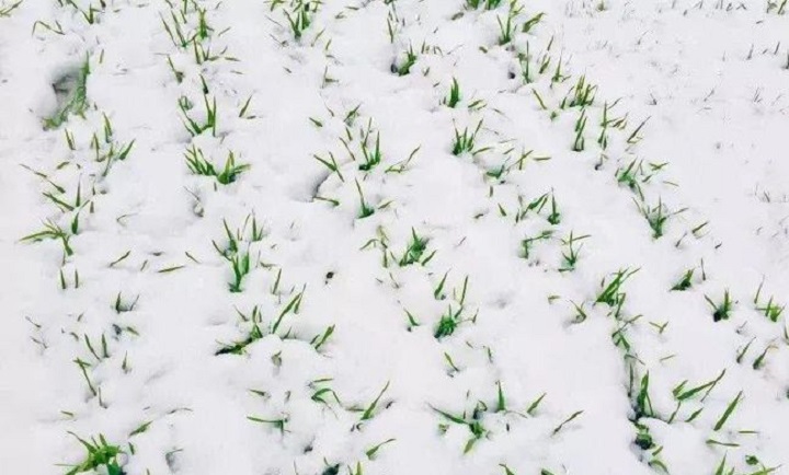 今冬麦盖三层被是真的吗,今冬麦盖三层被