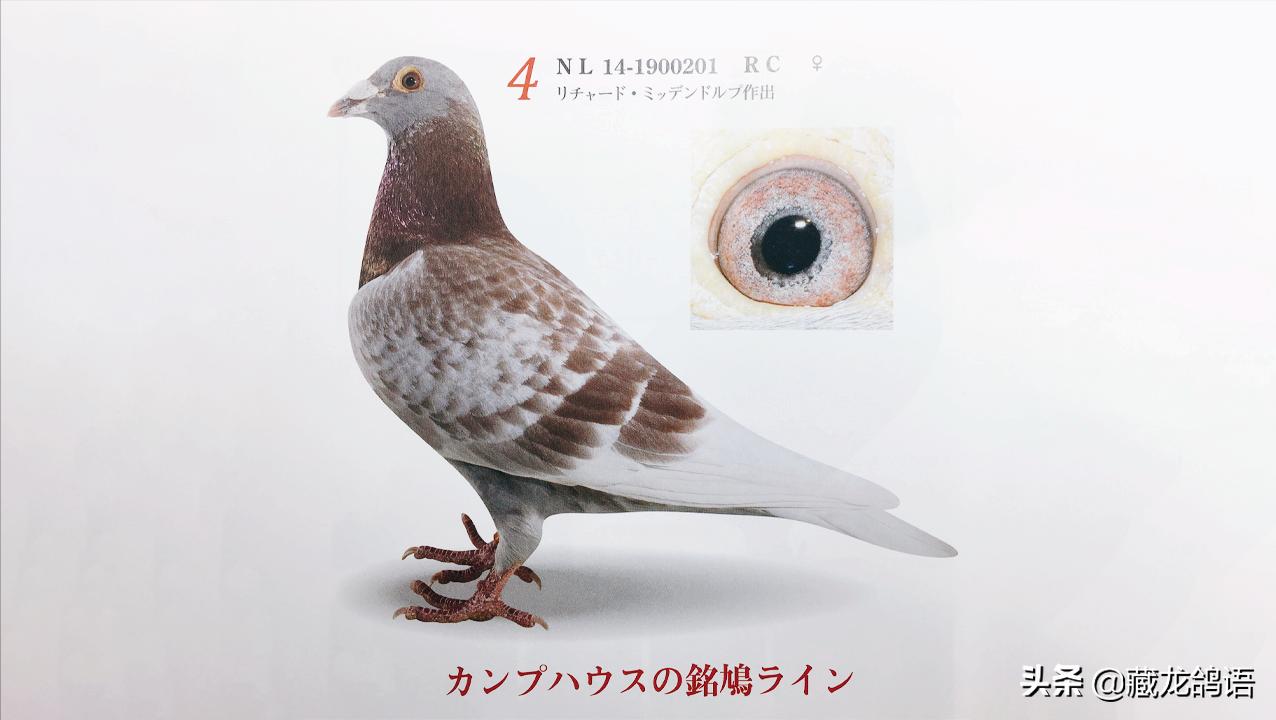 操作绝不输当代—看老一辈面对鸽病时如何止损